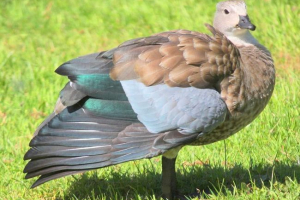 Blue-włosy gęś, info info, photo goose Blue-włosy gęś, info info, photo goose